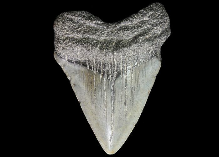 Juvenile Megalodon Tooth - South Carolina #74245